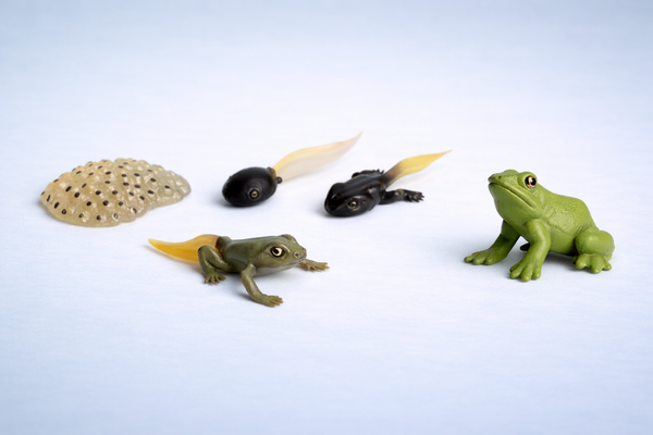 Colección de Ciclo de Vida - Rana