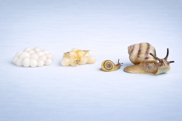 Colección de Ciclo de Vida - Caracol