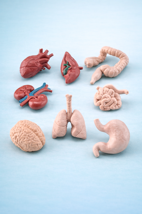 Set Colección Miniatura de Órganos Humanos