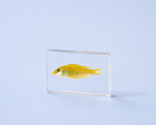 Muestra en resina - Pez dorado