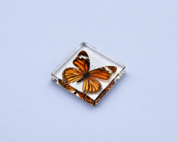 Muestra en resina - Mariposa Monarca